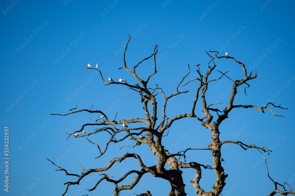 naked tree branches with birds under the blue sky as a background naked tree branches with birds under the blue sky as a background
