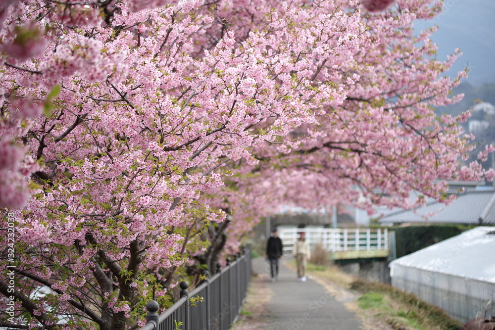 河津桜の風景