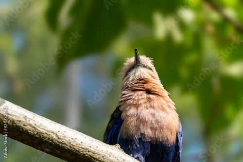Blue-bellied roller bird in a tree branch