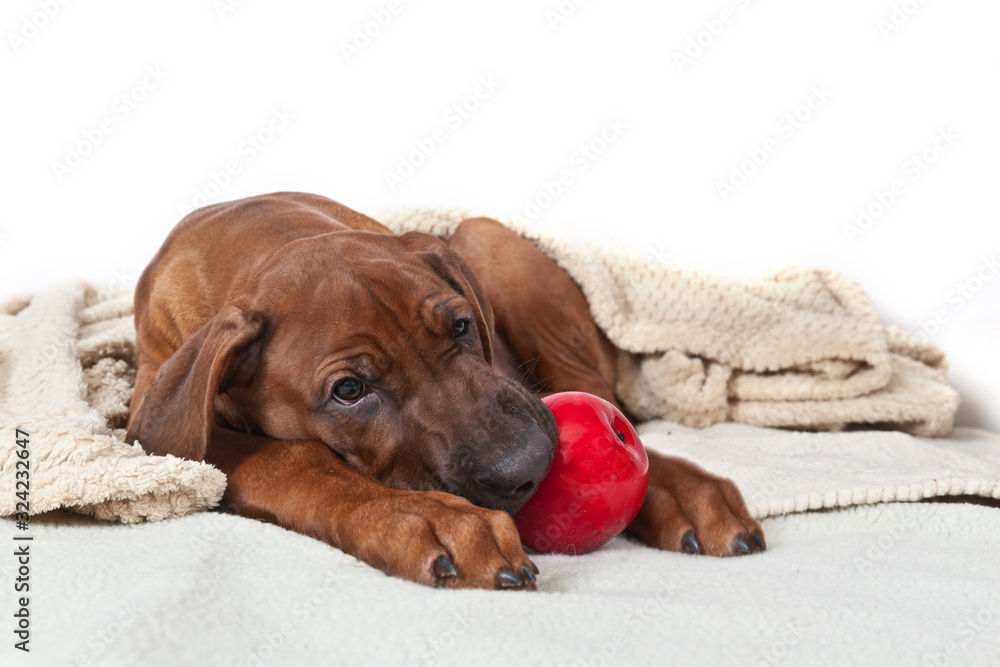 Rhodesian ridgeback puppy gnaws red ball Rhodesian ridgeback puppy gnaws red ball