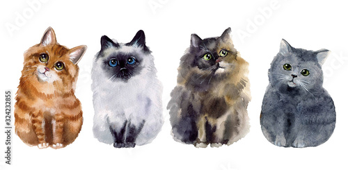 Cute watercolor funnyfluffy cats on the white background