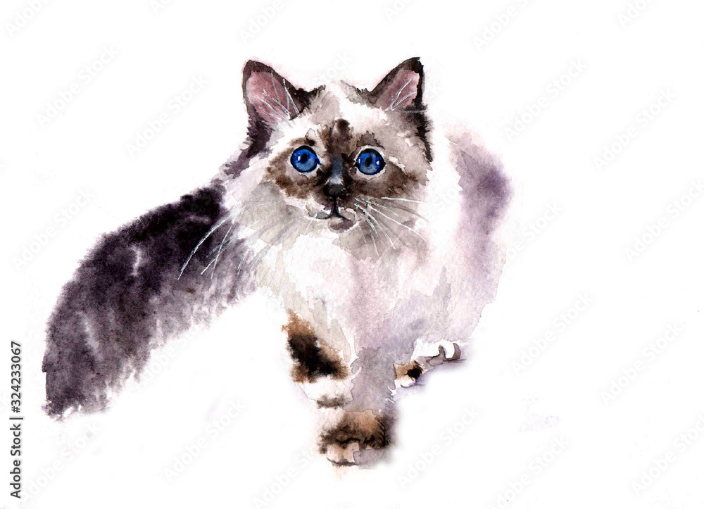 Obraz premium watercolor cute fluffy cat on the white background