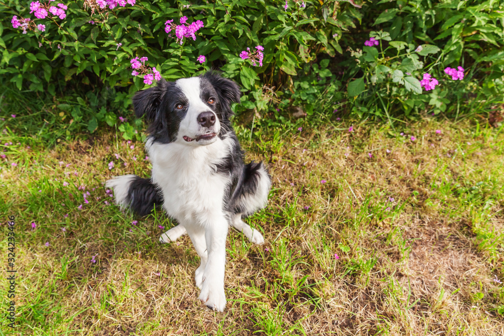 Outdoor portrait of cute smilling puppy border collie sitting on grass flower background. New lovely member of family little dog gazing and waiting for reward. Pet care and funny animals life concept.