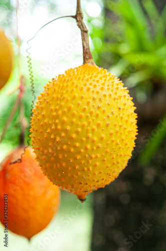 Spiky orange yellow peel of a momordica fruit