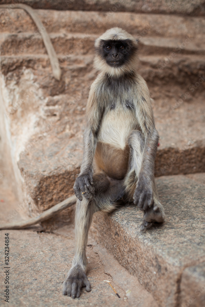 A funny monkey of Muslims sits like a man. sacred revered animal in hinduism buddhism. Asia is the threshold of the temple. Gray macaque with black face