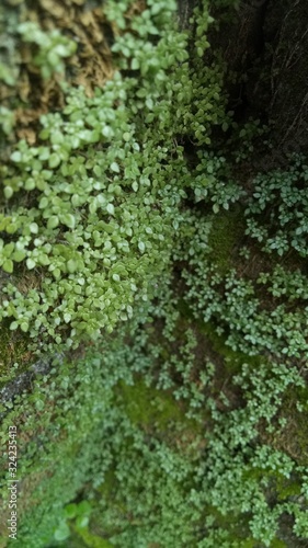 image of natural green weeds in the morning