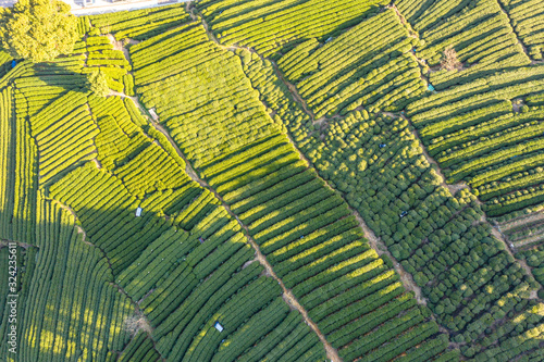 tea pantation in hangzhou china