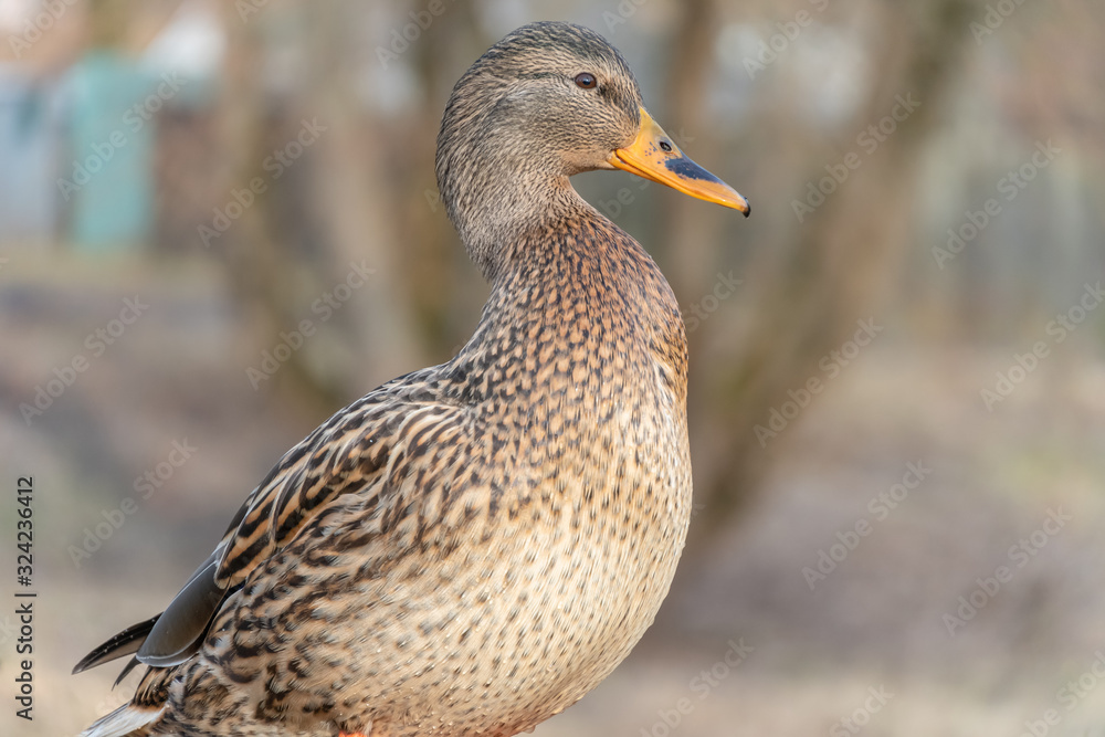 Beautiful wild grey duck close up with copy space Beautiful wild grey duck close up with copy space