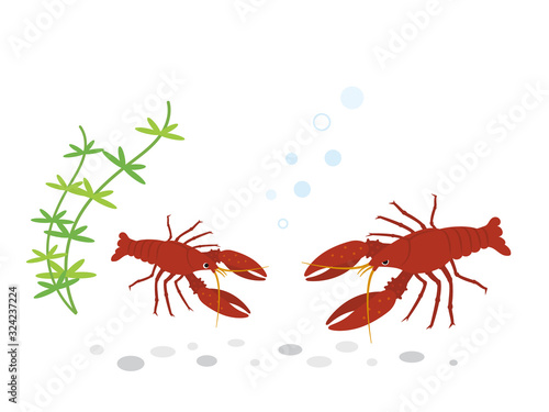 ザリガニ 水生生物