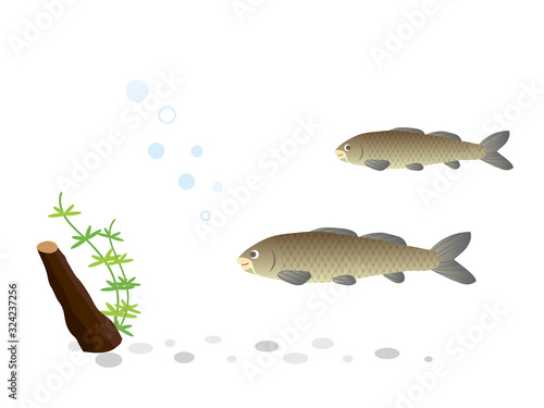 コイ 水生生物