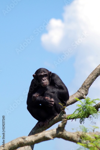 Vászonkép Chimpanzee on a tree
