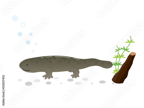 オオサンショウウオ 水生生物