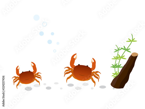 サワガニ 水生生物