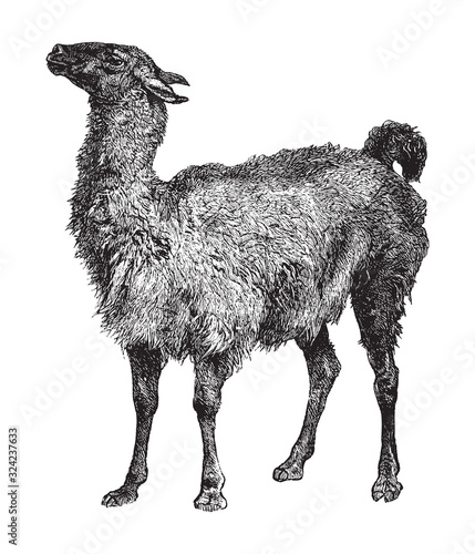 Auchenia lama / vintage illustration from Brockhaus Konversations-Lexikon 1908
