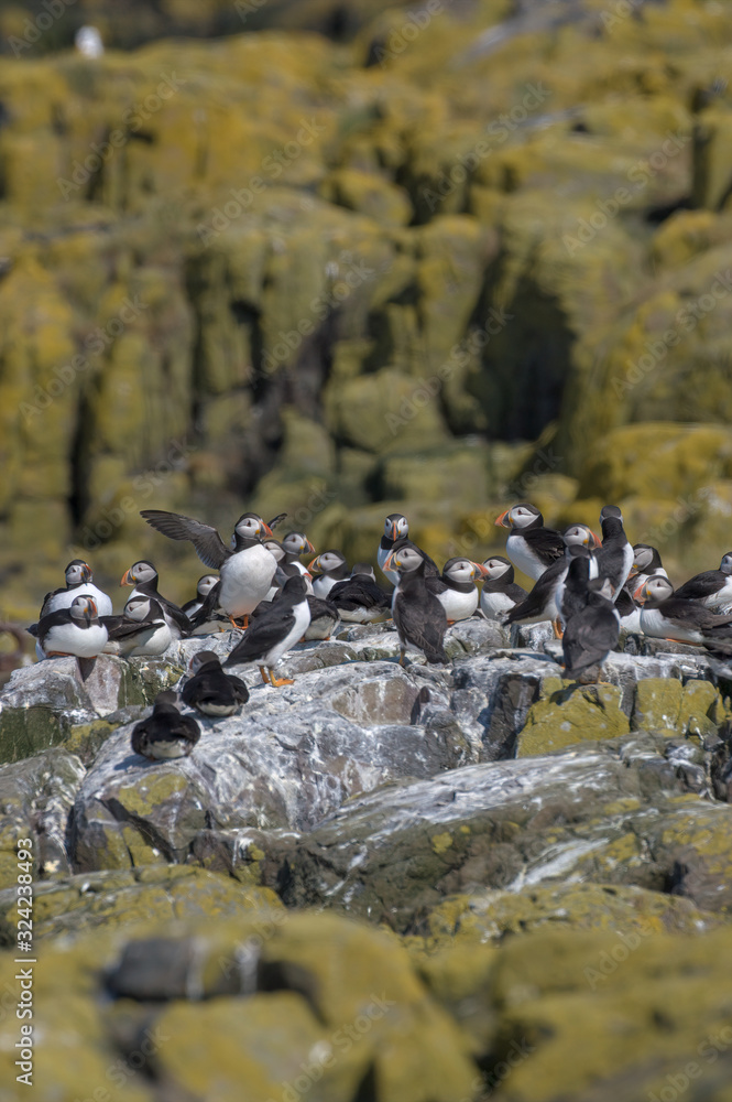 Fototapeta premium Atlantic puffin (Fratercula arctica)
