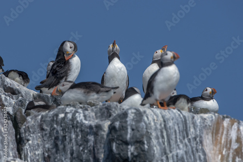 Atlantic puffin  Fratercula arctica 