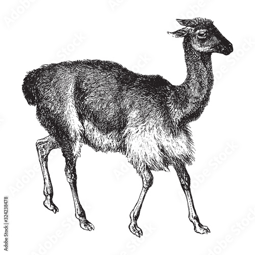 Vicuña or Vicuna (Vicugna vicugna) / vintage illustration from Brockhaus Konversations-Lexikon 1908