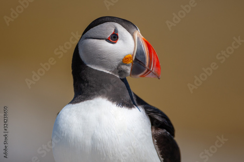 Atlantic puffin (Fratercula arctica) © Nigel