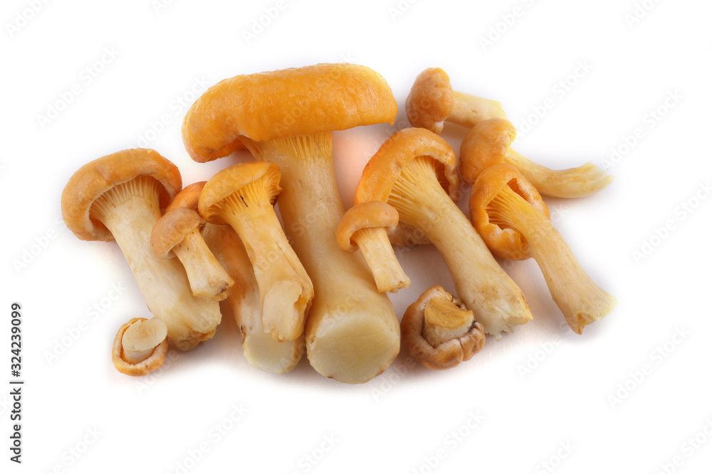 Golden chanterelle (Cantharellus cibarius) mushroom Golden chanterelle (Cantharellus cibarius) mushroom