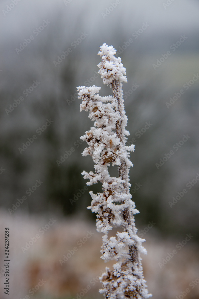 Hoar frost on plants and leaves Hoar frost on plants and leaves