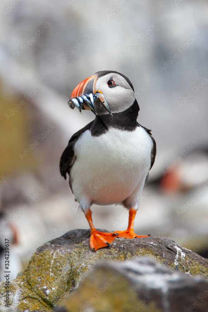 Fototapeta premium Atlantic puffin (Fratercula arctica)