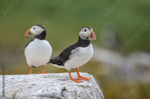 Atlantic puffin (Fratercula arctica)