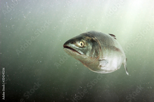 Obraz na płótnie Chum salmon in the sea. Underwater view