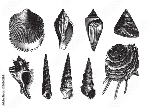 Shell fossil collection (Eocene period) / vintage illustration from Brockhaus Konversations-Lexikon 1908