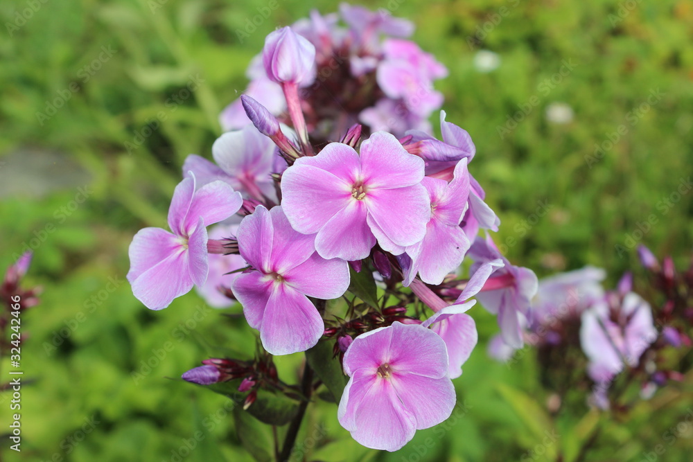 pink flowers nature summer flowering garden pink flowers nature summer flowering garden