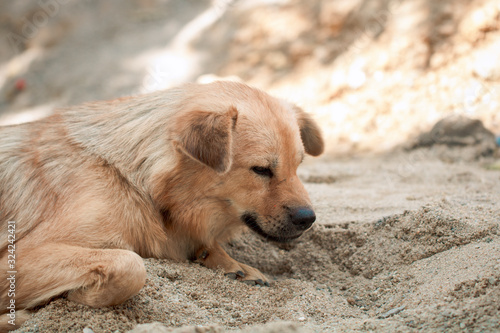 dog lying on sand