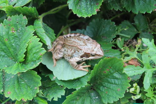 garden frog nature summer garden 