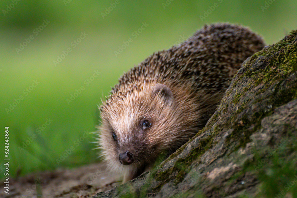 Hedgehog Hedgehog
