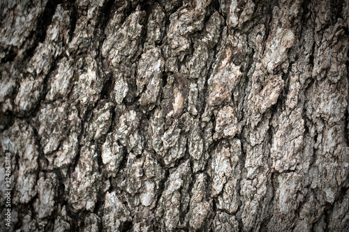 Pine tree trunk background © ellisia
