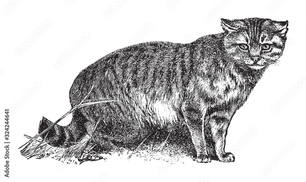 Φωτογραφία House cat or the domestic cat (Felis catus) / vintage illustration from Brockhau