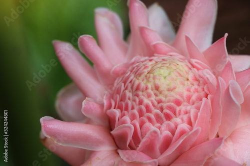 Torch Ginger beautiful texture growth in rain forest of Thailand closed up image 