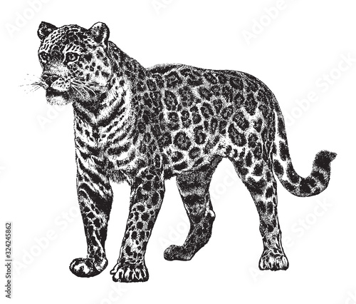 Jaguar (Panthera onca) / vintage illustration from Brockhaus Konversations-Lexikon 1908