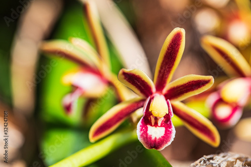 Cymbidium bicolor Lindl.  Beautiful rare wild orchids in tropical forest of Thailand.