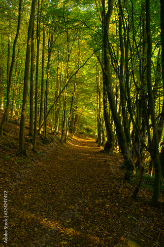 Waldweg