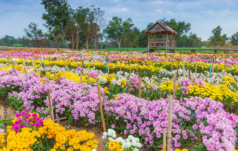 Chrysanthemum, Beautiful flower in the garden. Udonthaini, Thailand. Chrysanthemum, Beautiful flower in the garden. Udonthaini, Thailand.