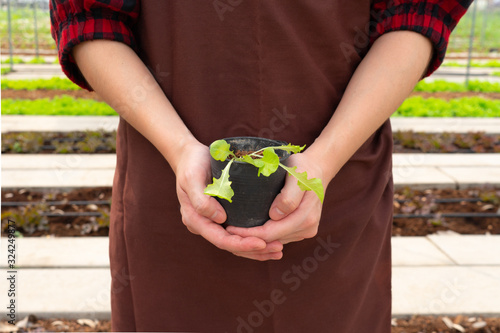 woman hands holding a plant seedling for growing on the vegetable bed in the farm