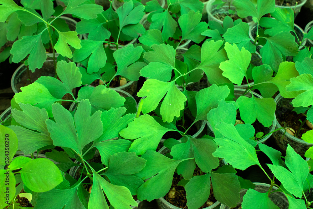 young green leaves ginkgo save world concept, ginkgo biloba in pot young green leaves ginkgo save world concept, ginkgo biloba in pot