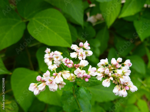 Buckwheat flower. Blossoming buckwheat steam on a green leaves background. Growing own healthy food. Closeup, selective focus