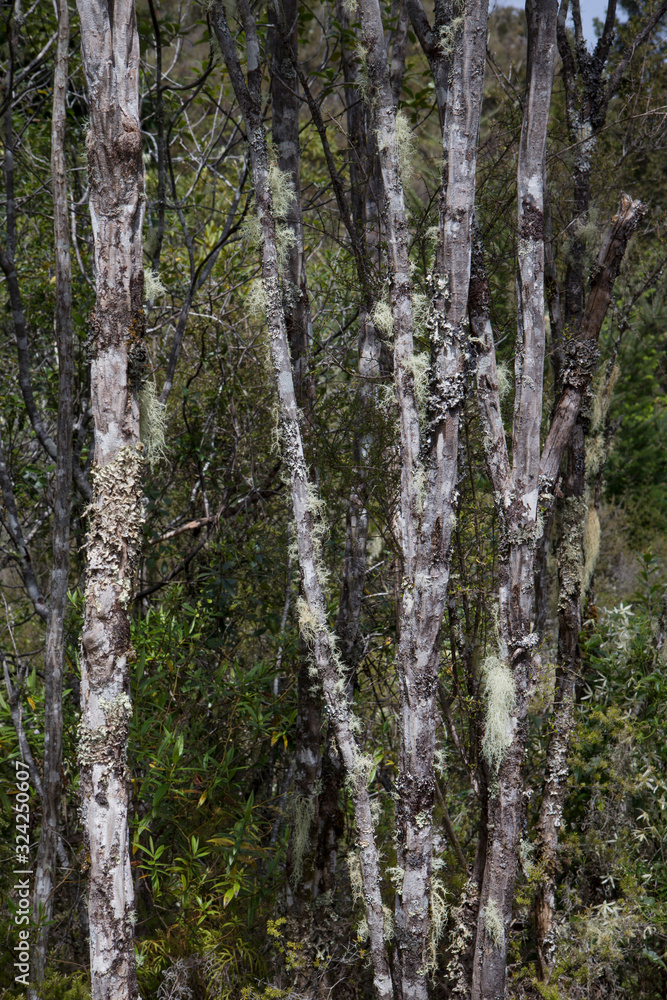 Waihaha. Near Lake Taupo. New Zealand. Forest. Spanish Moss