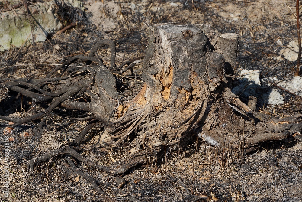 one old gray dry stump with charred black roots in nature one old gray dry stump with charred black roots in nature