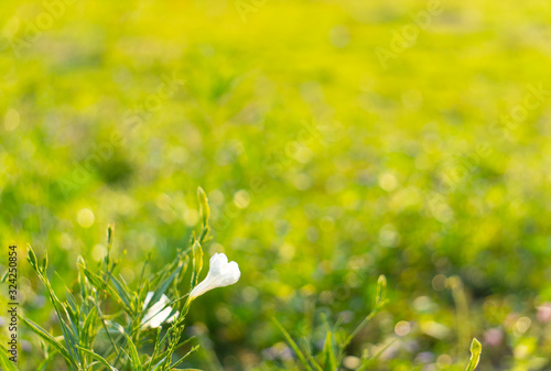 beautiful white flowers with green grass and bokeh in the morning (selective focus)