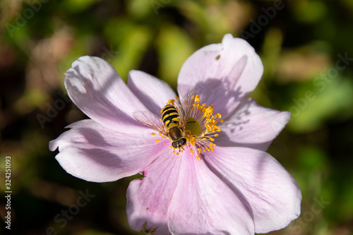 BEE ON A FLOWER