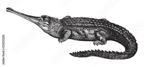 Gharial (Gavialis gangeticus) / vintage illustration from Brockhaus Konversations-Lexikon 1908