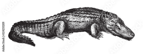 American alligator (Alligator mississippiensis) / vintage illustration from Brockhaus Konversations-Lexikon 1908