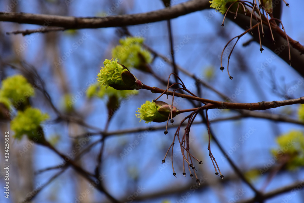 Spring yellow flowers on thin twigs. Blue blurred natural background Spring yellow flowers on thin twigs. Blue blurred natural background