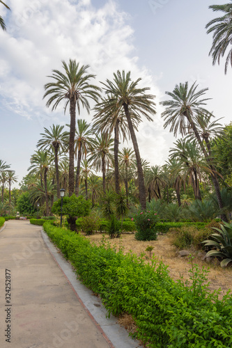 Coconut Palms Tropical Park in Palermo  Sicily - Italy.